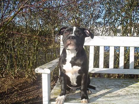 Staffordshire bull terrier Oskar billede 9