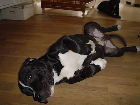 Staffordshire bull terrier Oskar - nus mig mor. billede 10
