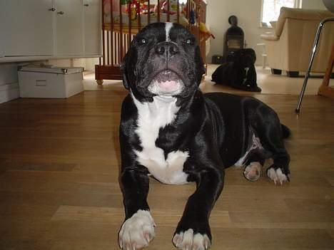 Staffordshire bull terrier Oskar billede 11
