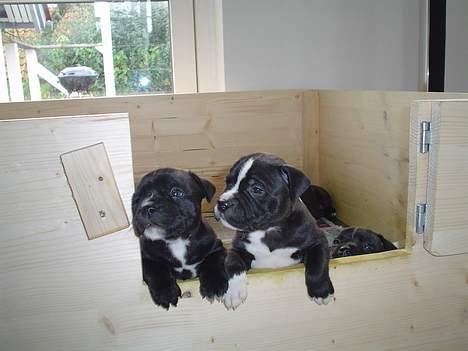 Staffordshire bull terrier Oskar - Oskar og søster 6 uger. billede 12