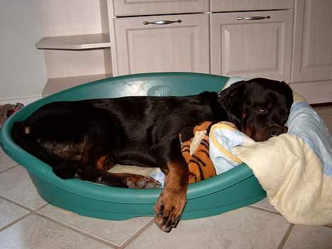 Rottweiler Tyson ( R.I.P 2/10-2013) - puha man bliver godt nok træt efter en gang HD-foto. en B-hofte og en A-hofte :O) billede 8