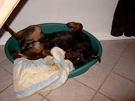 Rottweiler Tyson ( R.I.P 2/10-2013) - Ahh det er så skønt at hygge..... billede 9