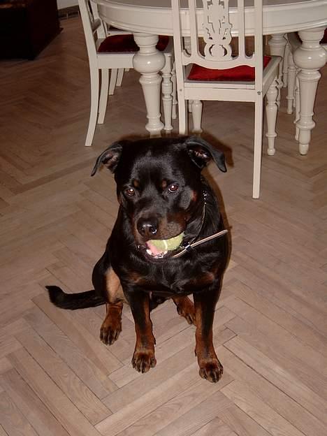 Rottweiler Tyson ( R.I.P 2/10-2013) - Er jeg ikke bare en charmer? billede 10