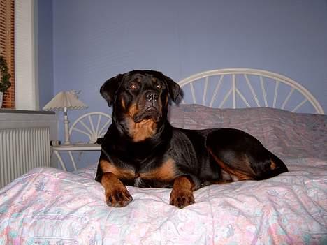 Rottweiler Clair (R.I.P 2010) - Ahh skønt at få lov til at fylde hele sengen billede 9