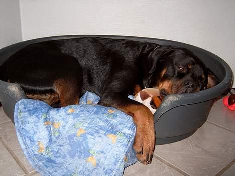 Rottweiler Clair (R.I.P 2010) - Clair sover rusen ud efter HD-foto (B-hofter) billede 10