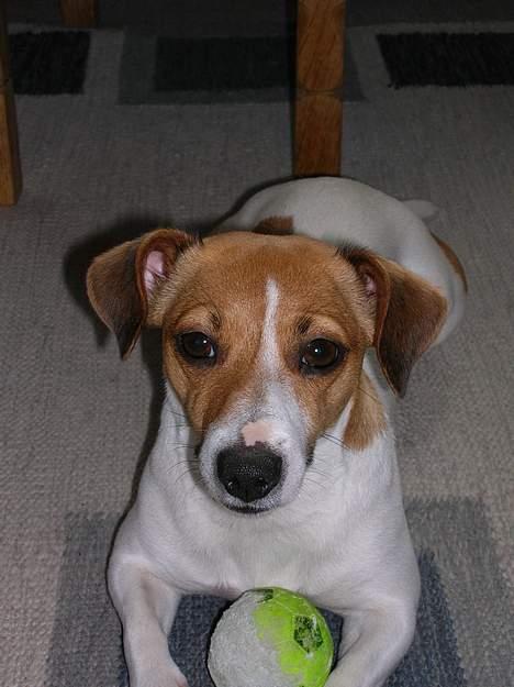 Jack russell terrier Idefex - skal vi lege? billede 1