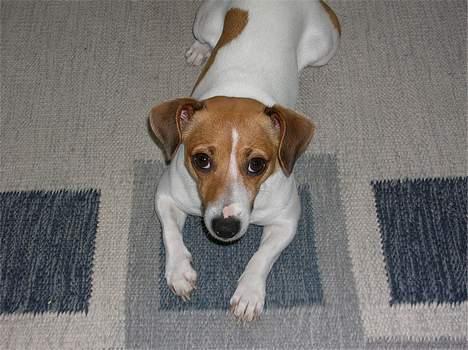 Jack russell terrier Idefex - her er jeg hos Farmor og Farfar billede 2