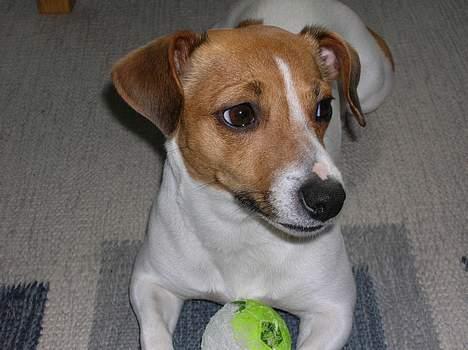 Jack russell terrier Idefex - Skal vi lege med min bold? billede 3