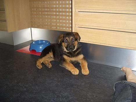 Schæferhund Sandra - 4 mdr. billede 9