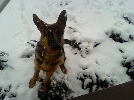 Schæferhund Sandra - I haven! Ca. 10 mdr. billede 10