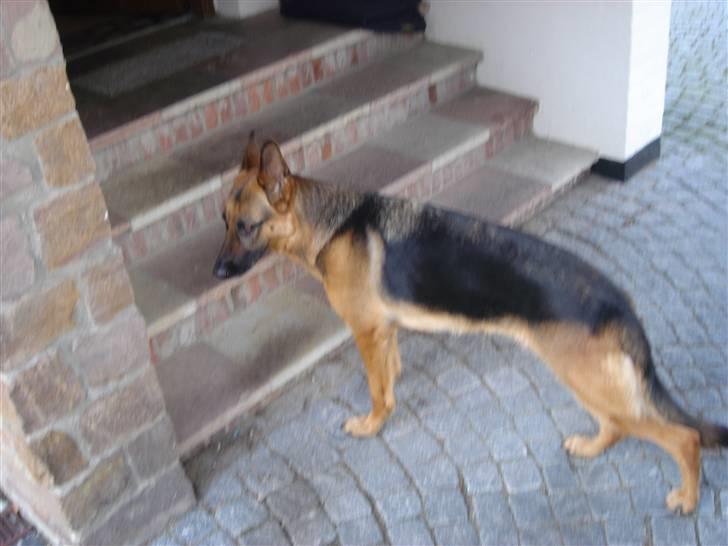 Schæferhund Sandra - På vej ind... 3½ år. billede 11