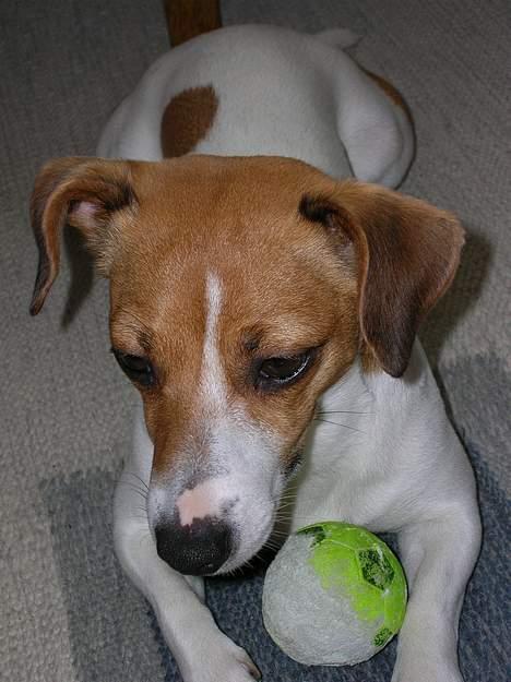 Jack russell terrier Idefex - her ligger jeg jo godt hva? billede 4