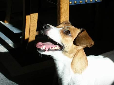 Jack russell terrier Idefex - kaster du bolden? billede 5