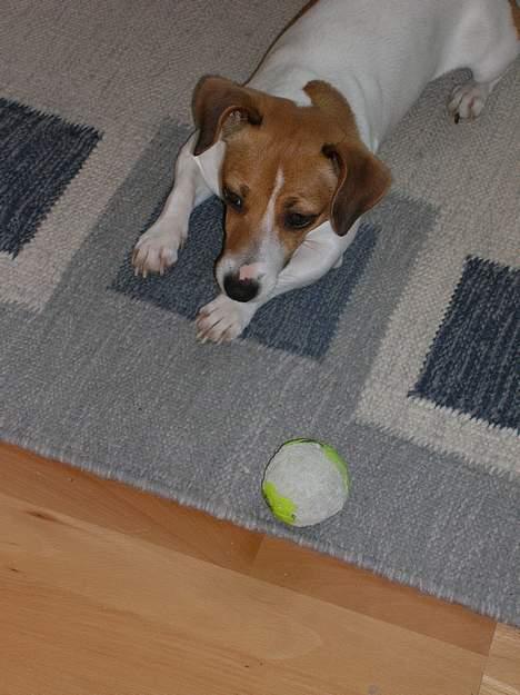 Jack russell terrier Idefex - åh jeg er træt billede 6