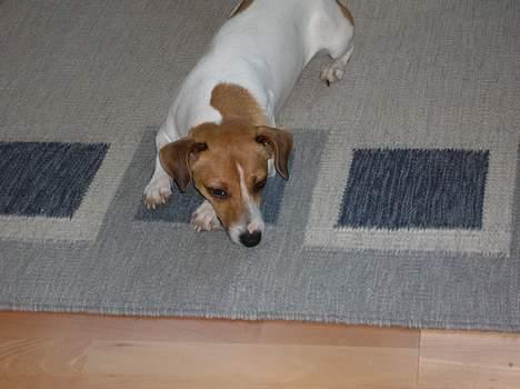 Jack russell terrier Idefex - gad vide om vi sbart skal hjem billede 7