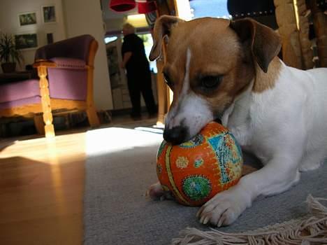 Jack russell terrier Idefex - mmmm det er min bold mmmm billede 8