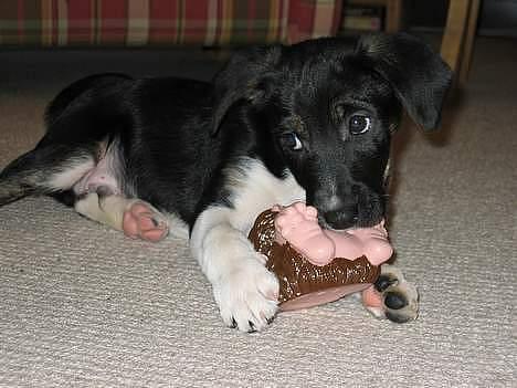 Blanding af racer Snemand billede 12