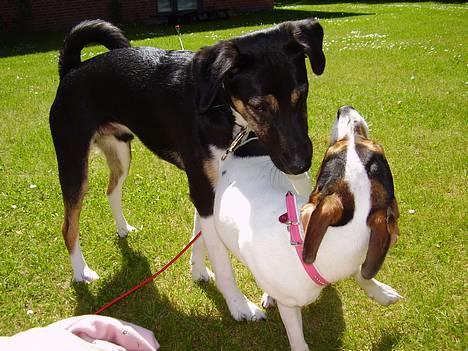 Blanding af racer Snemand billede 13