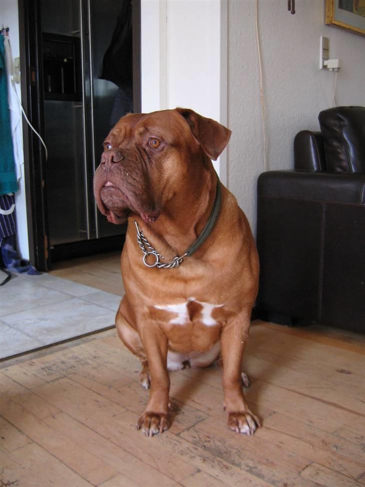 Dogue de bordeaux Freja - Død marts 2012. - Freja, meget bestemt i blikket billede 5