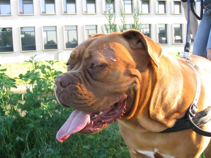 Dogue de bordeaux Freja - Død marts 2012. - Pyha, det gælder om at holde tungen lige i munden billede 6