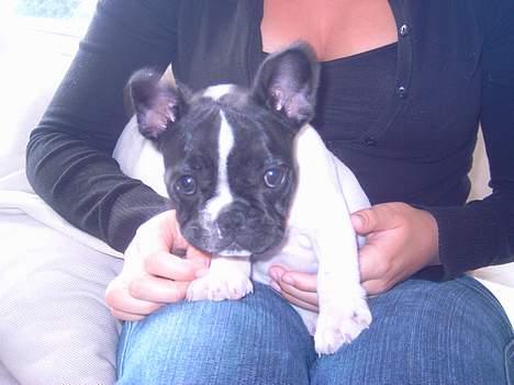 Fransk bulldog Kenzo billede 11
