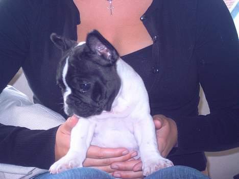 Fransk bulldog Kenzo billede 12