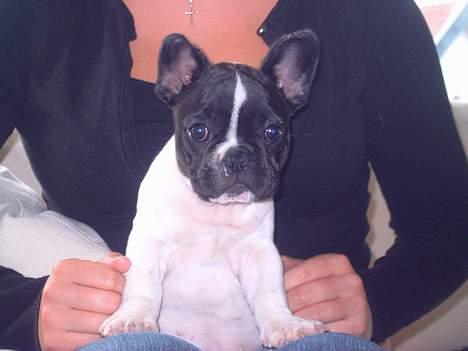 Fransk bulldog Kenzo billede 13