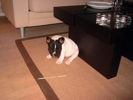 Fransk bulldog Kenzo billede 14