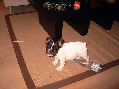 Fransk bulldog Kenzo billede 15