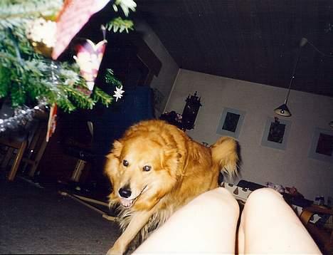 Blanding af racer Thor billede 6