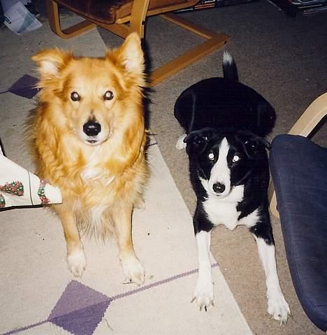 Blanding af racer Thor billede 7