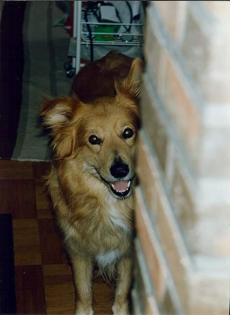 Blanding af racer Thor billede 9