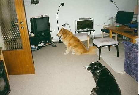 Blanding af racer Thor billede 10