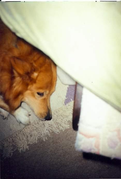 Blanding af racer Thor billede 11