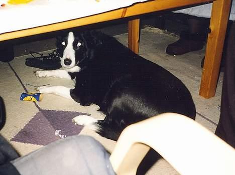 Blanding af racer Freja billede 7