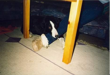 Blanding af racer Freja - Jeg har fanget er ben =D billede 8