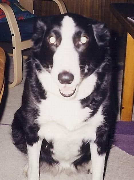 Blanding af racer Freja - Her er hun også en ældre hund  billede 9