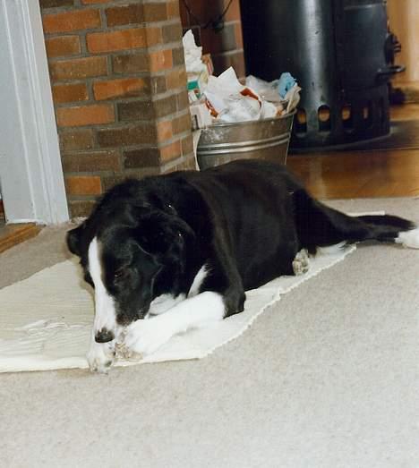 Blanding af racer Freja billede 11