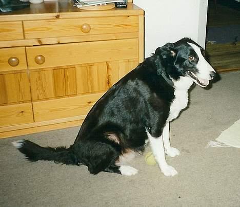 Blanding af racer Freja - Her er damen af ældre dato... - taget ca. et år eller 2 før hun død =( billede 12