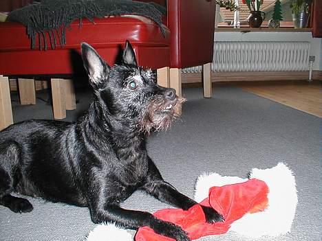 Blanding af racer Molly - Julen er god så er familien hjemme billede 1