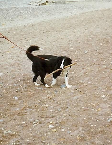 Blanding af racer Freja - ved vesterhavet - den pind gik hun med på hele den lange tur op af kysten =D billede 13