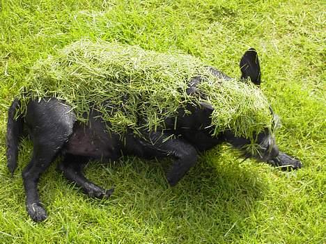 Blanding af racer Molly - Hvad de store unger dog finder på. billede 2
