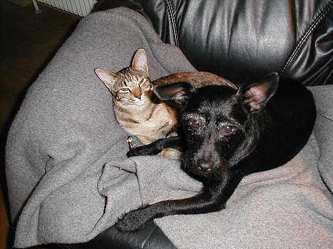 Blanding af racer Molly - Katten er nu god nok billede 3