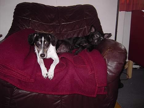 Blanding af racer Molly - Min nye ven Sif billede 4