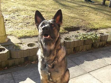 Schæferhund Afrah billede 10