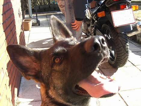 Schæferhund Afrah billede 11