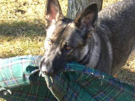 Schæferhund Afrah billede 12