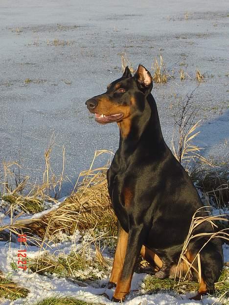 Dobermann ROCKY billede 1