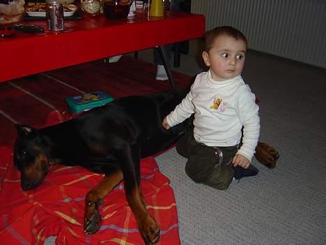 Dobermann ROCKY billede 2