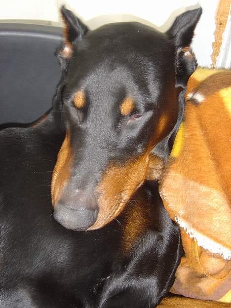 Dobermann ROCKY billede 3